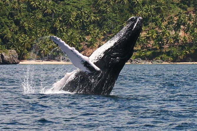 Whale Watching & Samana Bacardi Island - About Your Stay
