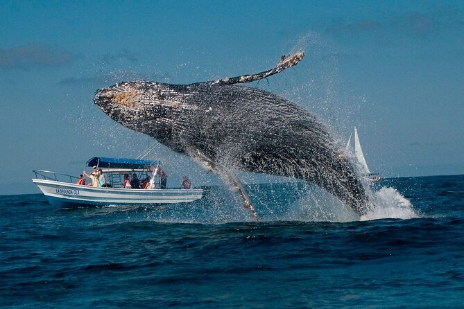 Whale Watching & Samana Bacardi Island - Whale Watching in Samana Bay