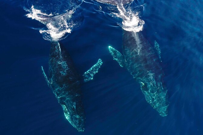 Whale Watching San Diego: Private Charter Experience - Key Points