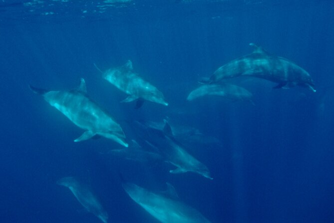 Whale Watching San Diego: Private Charter Experience - Inclusions and Amenities