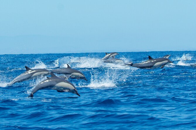Whale Watching San Diego: Private Charter Experience - Suitability and Accessibility