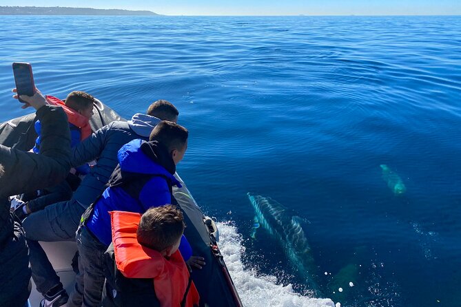 Whale Watching San Diego: Private Charter Experience - Private Tour Experience