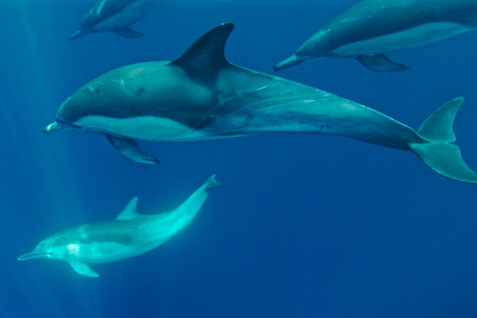 Whale Watching San Diego: Private Charter Experience - Ratings and Reviews