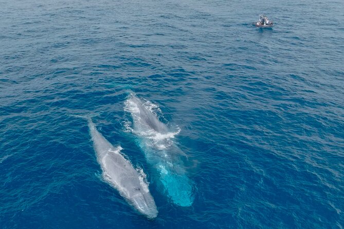 Whale Watching San Diego: Private Charter Experience - Activity Duration and Start Time