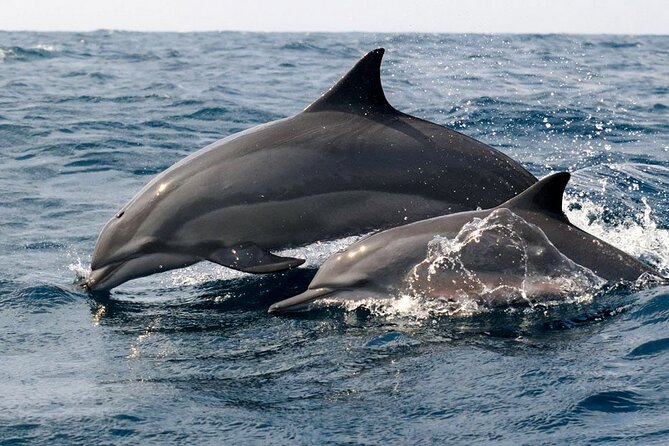 Whale Watching Shared Boat Tour From Bentota - Whale Watching Experience