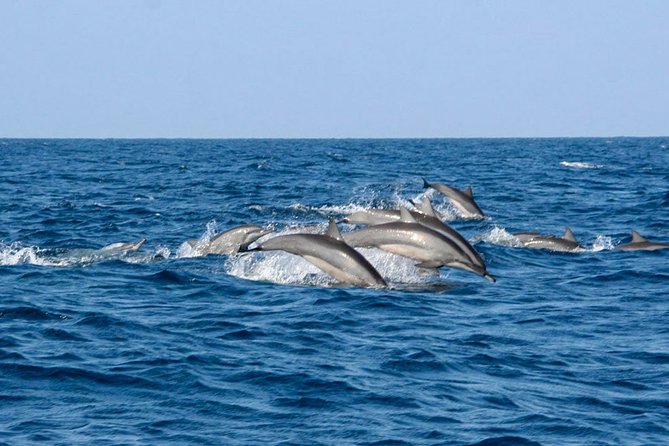 Whale Watching Shared Boat Tour From Bentota - Specialized Onboard Assistance