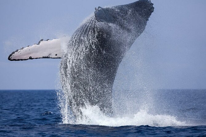 Whale Watching Shared Boat Tour From Bentota - Accessibility and Suitability