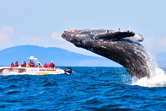 Whale Watching Shared Boat Tour From Bentota - Pricing and Cancellation Policy