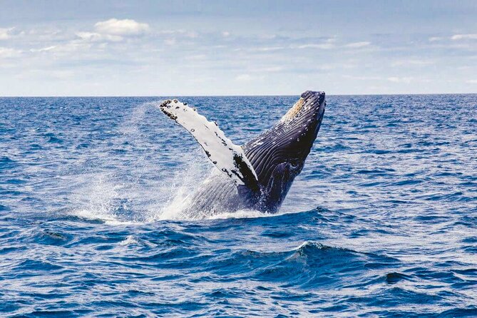 Whale Watching Shared Boat Tour From Bentota - Booking and Confirmation