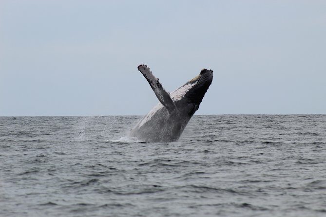 Whale Watching Shared Tour - Exploring the Whale Watching Shared Tour in Cabo San Lucas