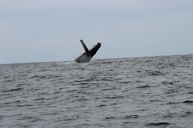 Whale Watching Shared Tour - An In-Depth Look at the Cabo Whale Watching Tour