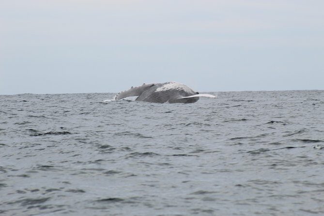 Whale Watching Shared Tour - Final Thoughts: Why Choose This Whale Watching Tour?
