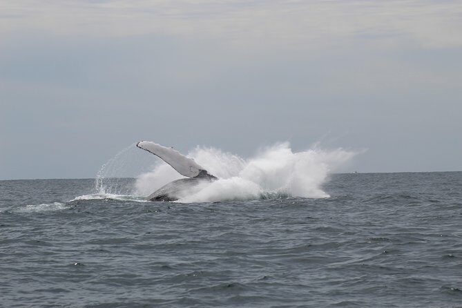 Whale Watching Shared Tour - Frequently Asked Questions