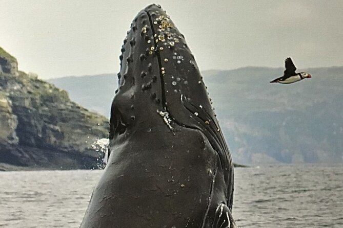 Whale Watching, Shark and Cod Fishing, From St. Johns Harbor - Tour Duration and Itinerary