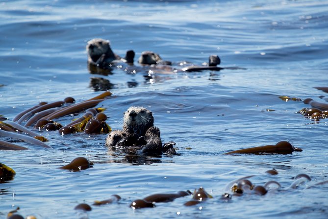 Whale Watching & Sightseeing Tour in Ucluelet, Vancouver Island - Tour Details