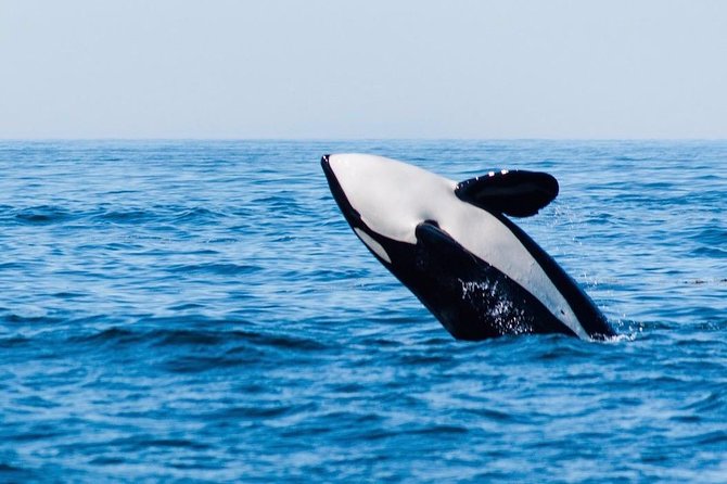 Whale Watching & Sightseeing Tour in Ucluelet, Vancouver Island - Meeting Point and Arrival