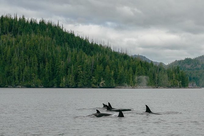 Whale Watching & Sightseeing Tour in Ucluelet, Vancouver Island - Tour Accessibility