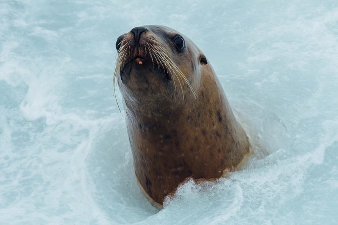 Whale Watching & Sightseeing Tour in Ucluelet, Vancouver Island - Tour Size and Cancellation