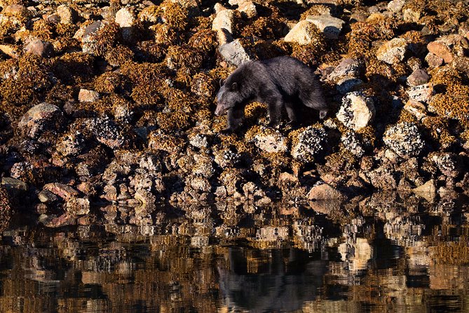 Whale Watching & Sightseeing Tour in Ucluelet, Vancouver Island - Confirmation and Additional Information