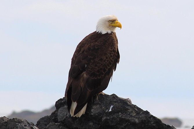 Whale Watching & Sightseeing Tour in Ucluelet, Vancouver Island - Exploring Vancouver Islands Natural Beauty