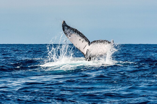 Whale Watching Snorkel Combo - Location and Meeting Point