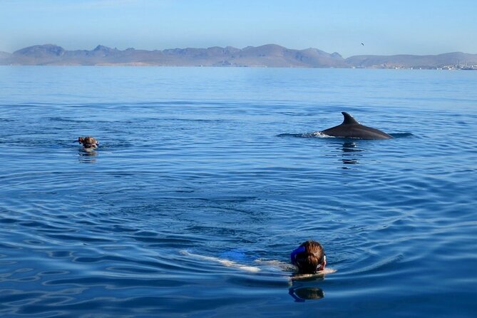 Whale Watching Snorkel Combo - Accessibility and Requirements