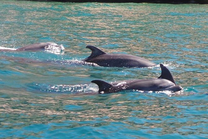 Whale Watching Snorkel Combo - Glowing Guest Reviews