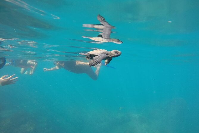 Whale Watching Snorkel Combo - Complimentary Snacks and Beverages