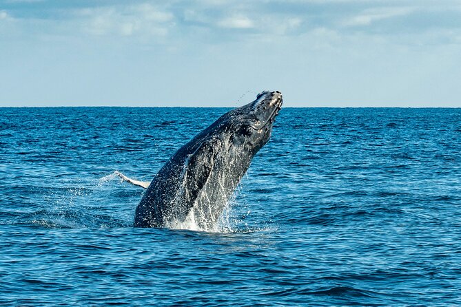 Whale Watching & Snorkeling Combo in Los Cabos With Photos Included - Whale and Marine Life Sightings