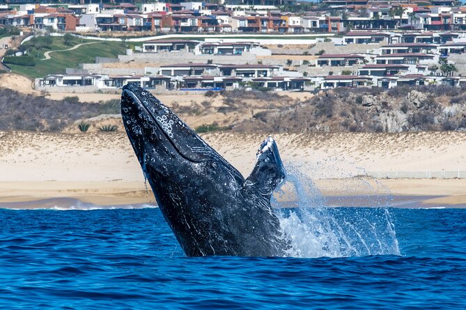 Whale Watching & Snorkeling Combo in Los Cabos With Photos Included - Guide Expertise and Tour Organization