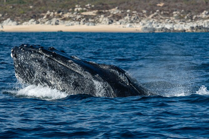 Whale Watching & Snorkeling Combo in Los Cabos With Photos Included - Memorable Traveler Experiences