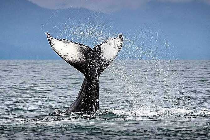 Whale Watching & Snorkeling Private Yacht Tour Cabo With Food & Drinks - Meeting Point and Logistics