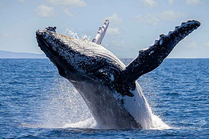 Whale Watching & Snorkeling Private Yacht Tour Cabo With Food & Drinks - Customer Feedback and Ratings