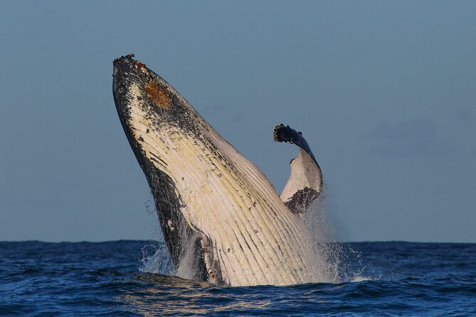 Whale Watching Sydney 2-Hour Express Cruise - Booking Information