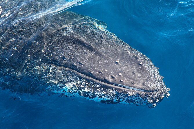 Whale Watching Sydney 2-Hour Express Cruise - Accessibility and Amenities