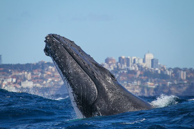 Whale Watching Sydney 2-Hour Express Cruise - Wildlife Viewing Opportunities
