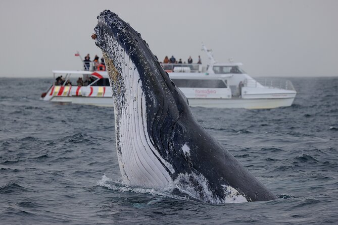 Whale Watching Sydney 2-Hour Express Cruise - Recommendations for Participants