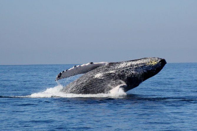 Whale Watching The Best Of Puerto Vallarta - The Experience in Detail: What to Expect from the Tour