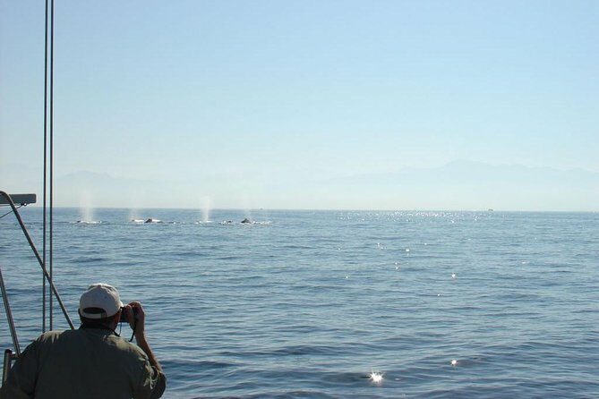 Whale Watching The Best Of Puerto Vallarta - The Sum Up: Who Should Consider This Tour?