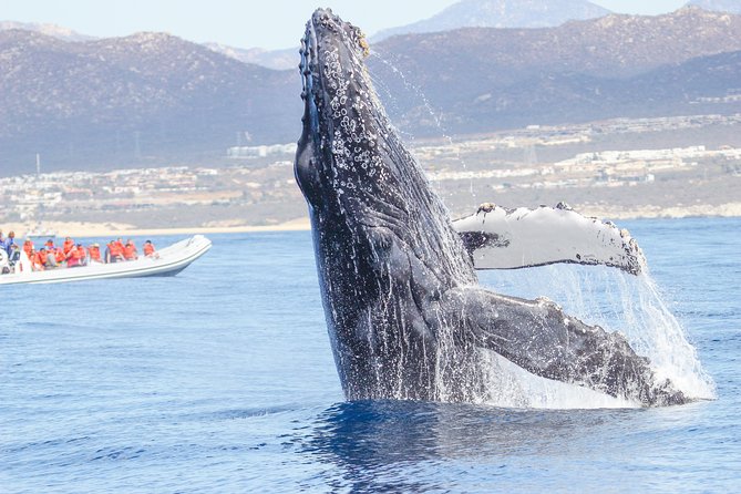 Whale Watching, The Famous Arch and Fast Boat Tour in Los Cabos - Pickup Details