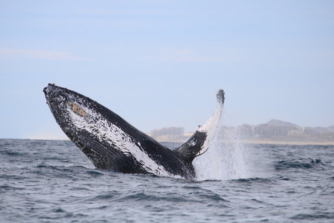 Whale Watching, The Famous Arch and Fast Boat Tour in Los Cabos - Additional Information