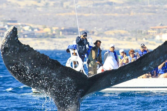 Whale Watching, The Famous Arch and Fast Boat Tour in Los Cabos - Souvenir Photos
