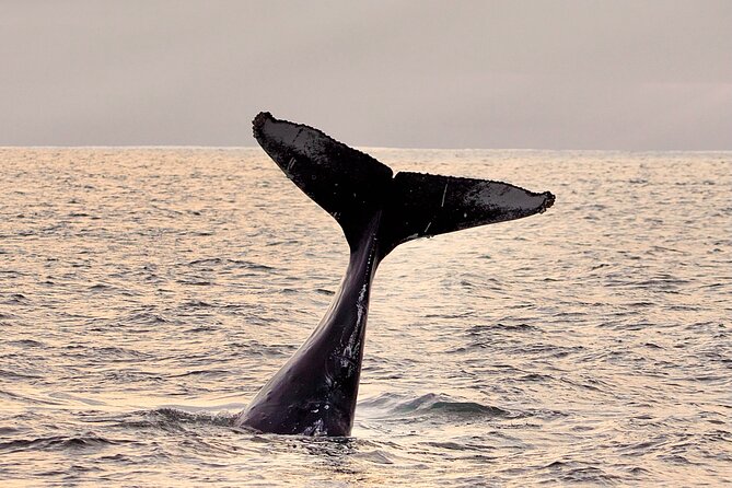 Whale Watching Tour - Whale Sightings and Wildlife