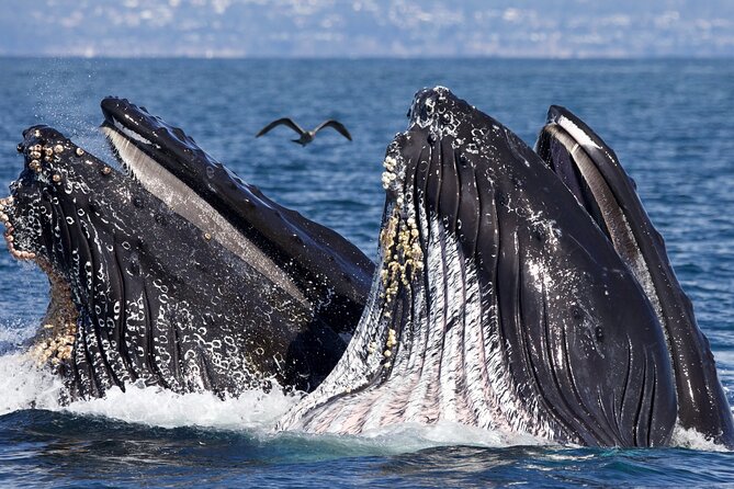 Whale Watching Tour - Relaxing Nature Experience