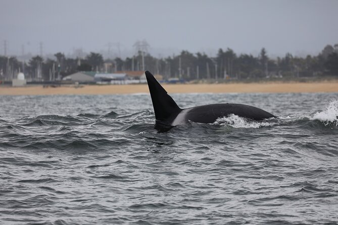 Whale Watching Tour - Cancellation and Refund Policy