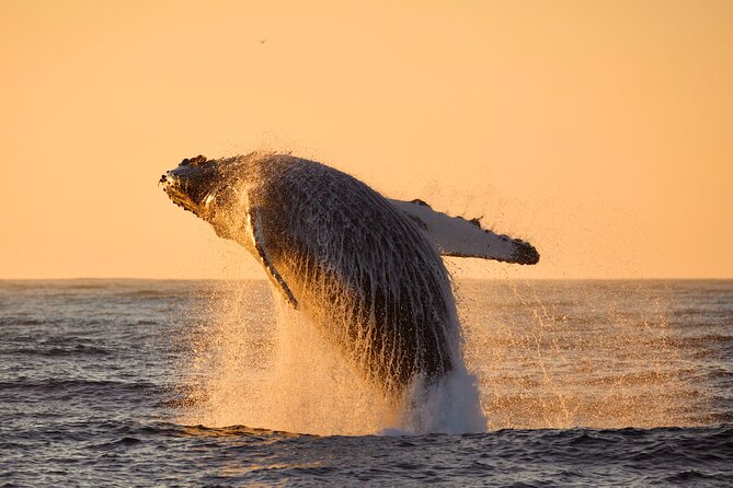 Whale Watching Tour - Transport and Parking