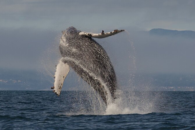Whale Watching Tour - Tour Duration and Group Size