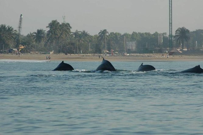 Whale Watching Tour - Accessibility and Participation