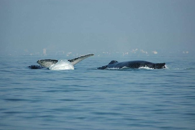 Whale Watching Tour - Meeting Point and Boat Information