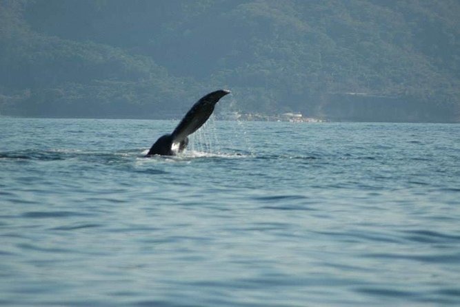 Whale Watching Tour - Reviews and Ratings
